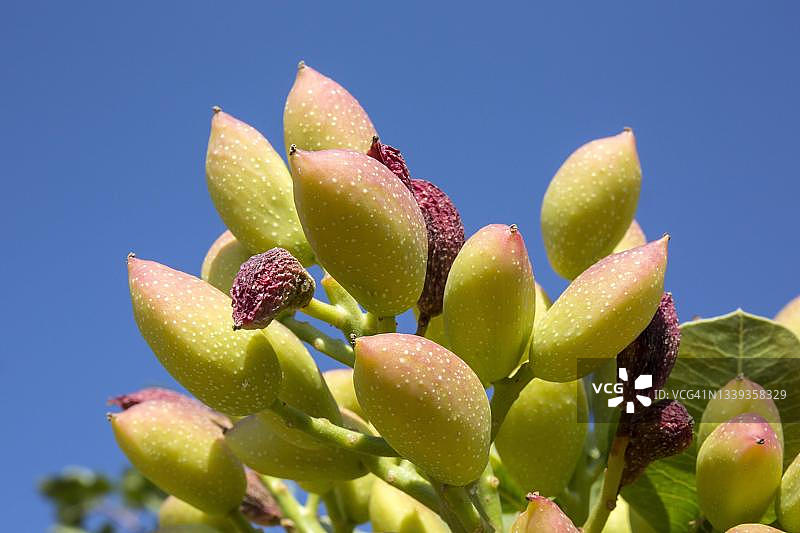 土耳其加济安泰普的开心果树枝图片素材