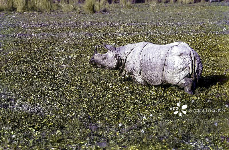 印度犀牛（Rhinoceros unicornis）在印度阿萨姆邦卡齐兰加国家公园的沼泽中图片素材