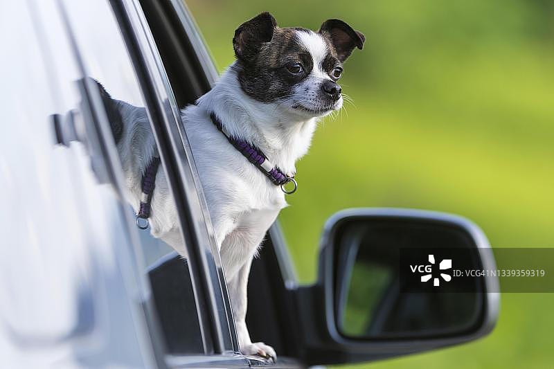 在德国，小吉娃娃狗看着车窗外图片素材