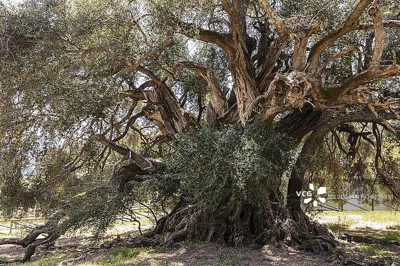 意大利撒丁岛利西亚湖附近，树龄4000年的橄榄树图片素材