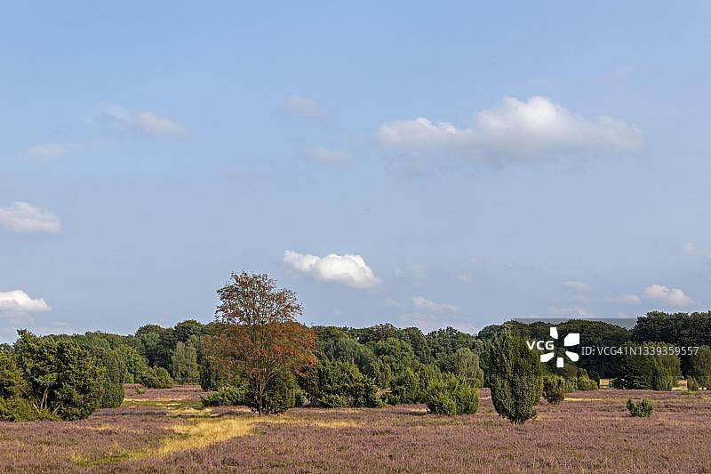 吕讷堡荒原维尔塞德附近的盛开的石南花，德国下萨克森州图片素材