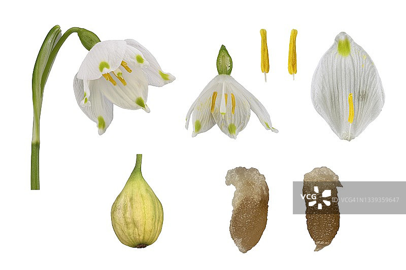 德国春雪花照片（花、解剖、子房、花粉叶、种子头）图片素材