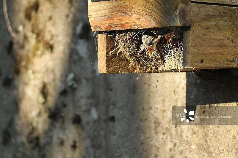 在巢箱中乞食的白胸河乌幼鸟，德国巴伐利亚阿尔高图片素材