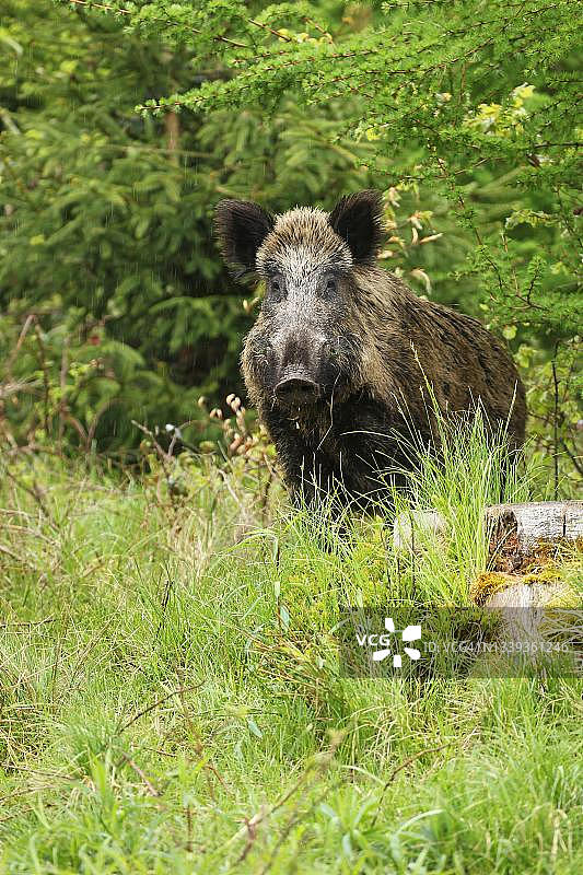 野猪（Sus scrofa），野猪母猪，阿尔高，巴伐利亚，德国图片素材