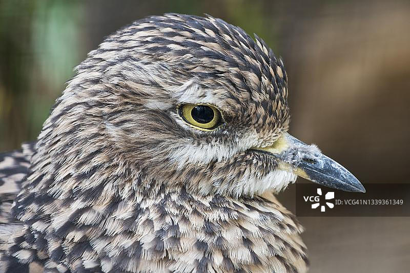 厚膝鸟画像（圈养），德国莱茵兰-普法尔茨州图片素材