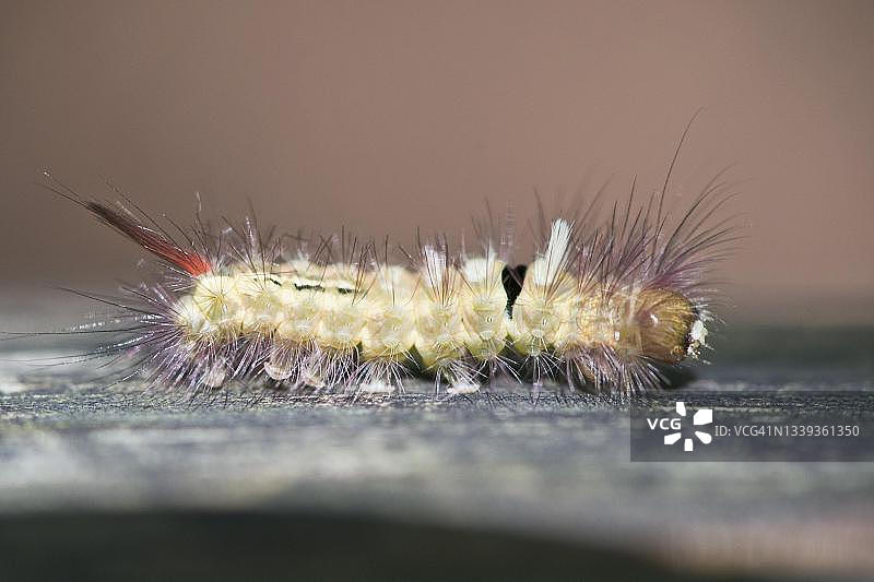 淡褐色燕蛾，德国莱茵兰-普法尔茨州图片素材