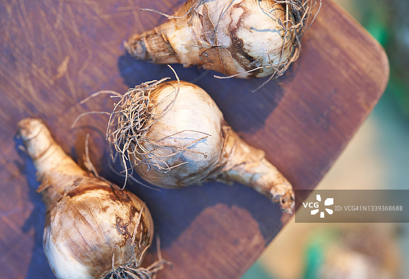 重瓣水仙图片素材