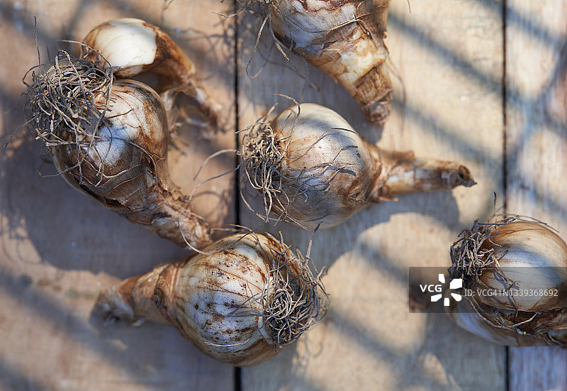 重瓣水仙花图片素材