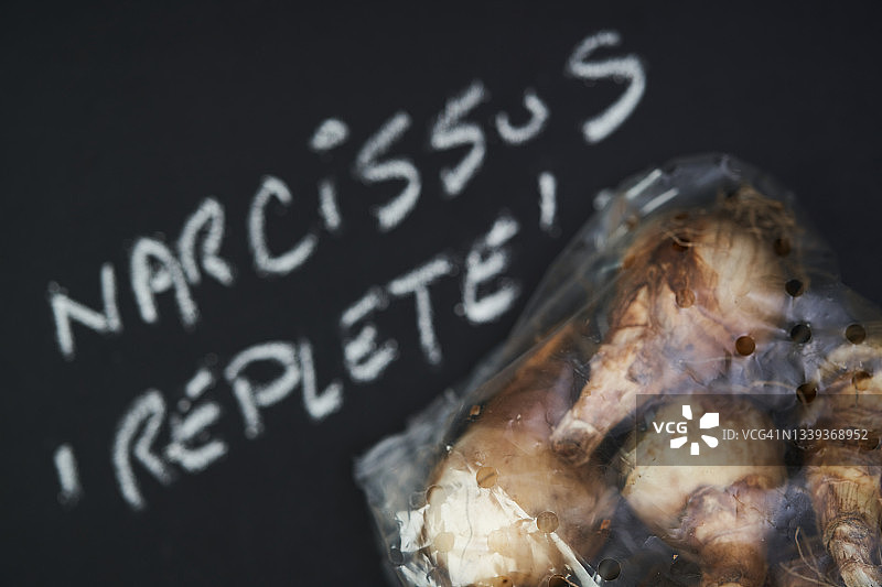 重瓣水仙花图片素材