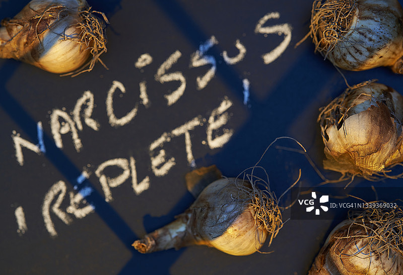 重瓣水仙花图片素材