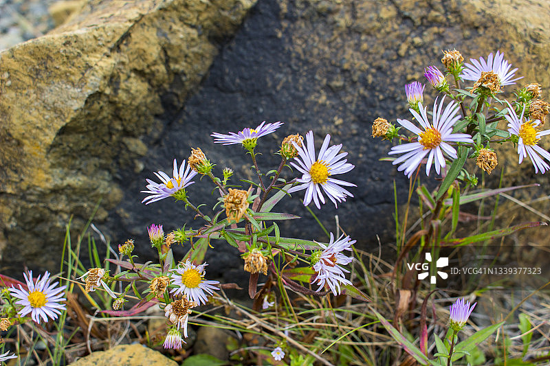 加拿大纽芬兰省的紫菀图片素材
