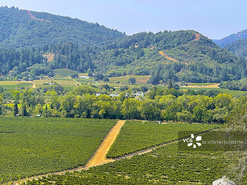 八月山坡上的葡萄园图片素材