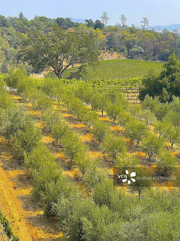 八月山坡上的橄榄树图片素材