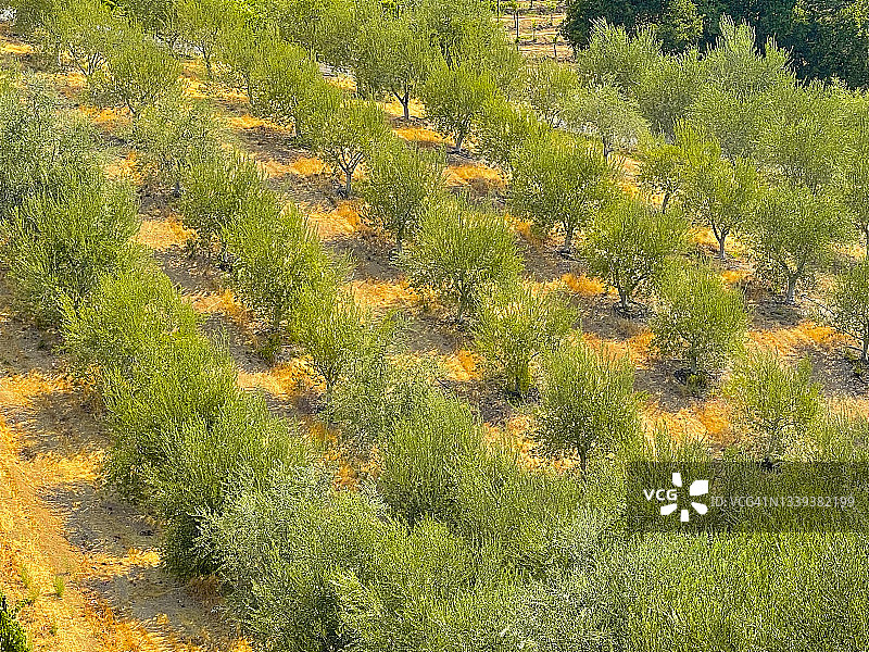 八月山坡上的橄榄树图片素材