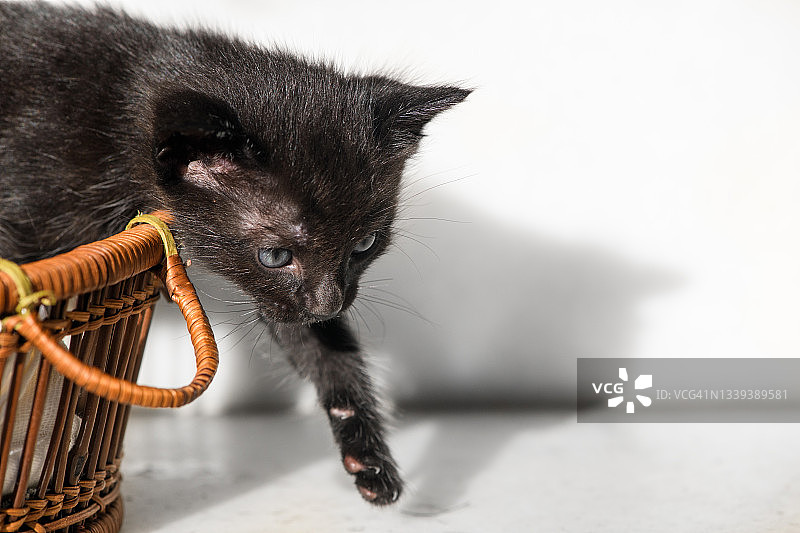 小猫迈出新家的第一步图片素材