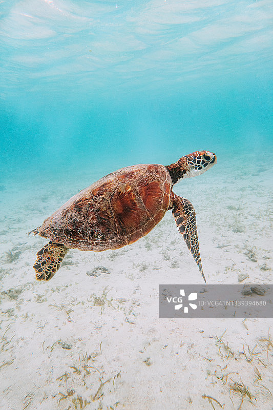 冲绳宫古岛清澈蓝色热带海水中的海龟图片素材