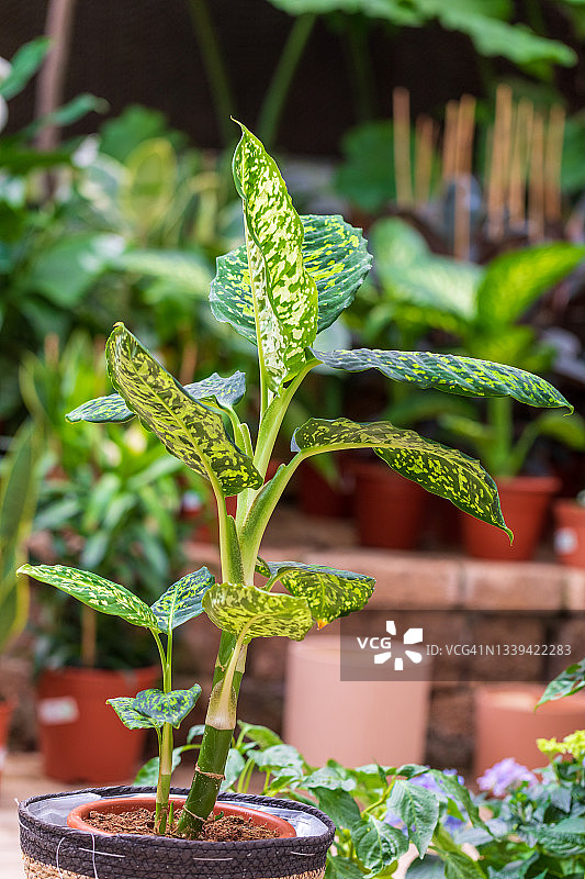 大型花叶万年青图片素材