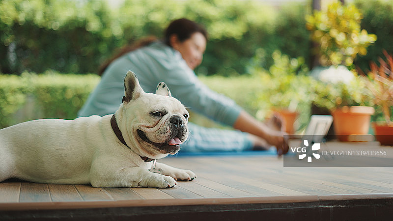 早上和法国斗牛犬一起练习瑜伽的健康女人图片素材