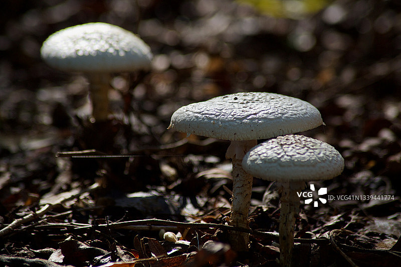 野蘑菇图片素材