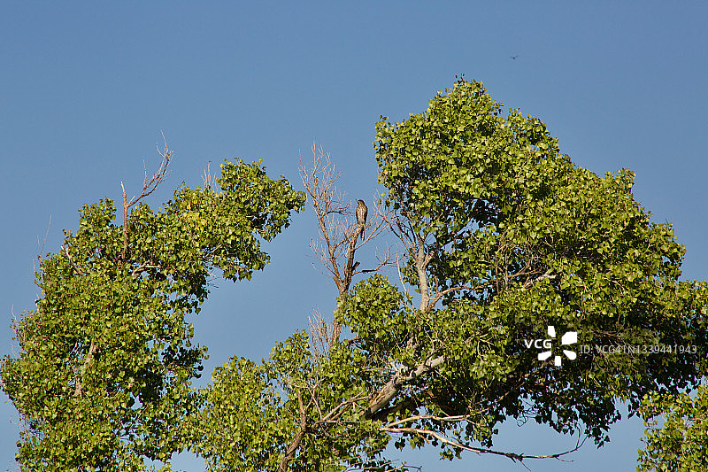 维瑞欧鹟栖息在树枝上图片素材