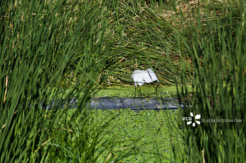 雪鹭展翅飞翔在满是浮萍的池塘中图片素材