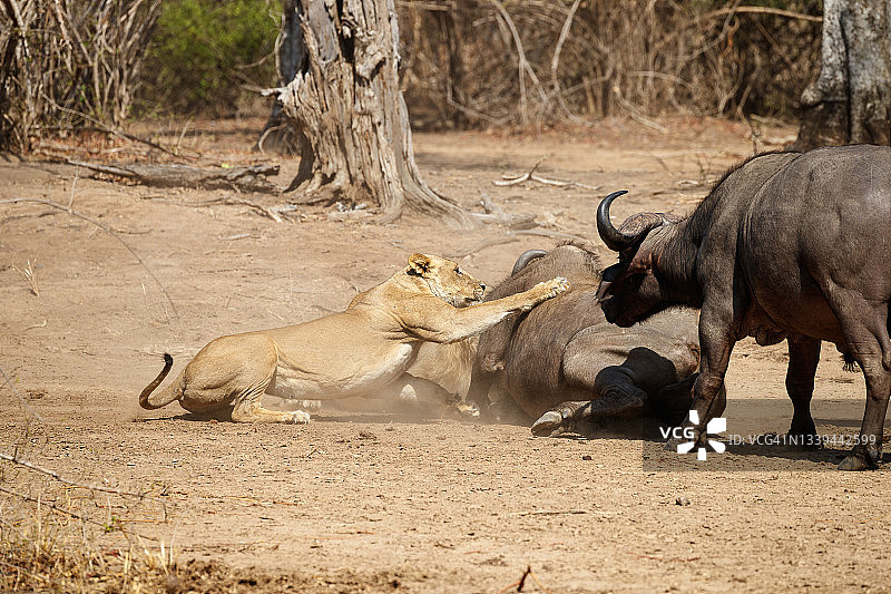 狮子与非洲水牛图片素材