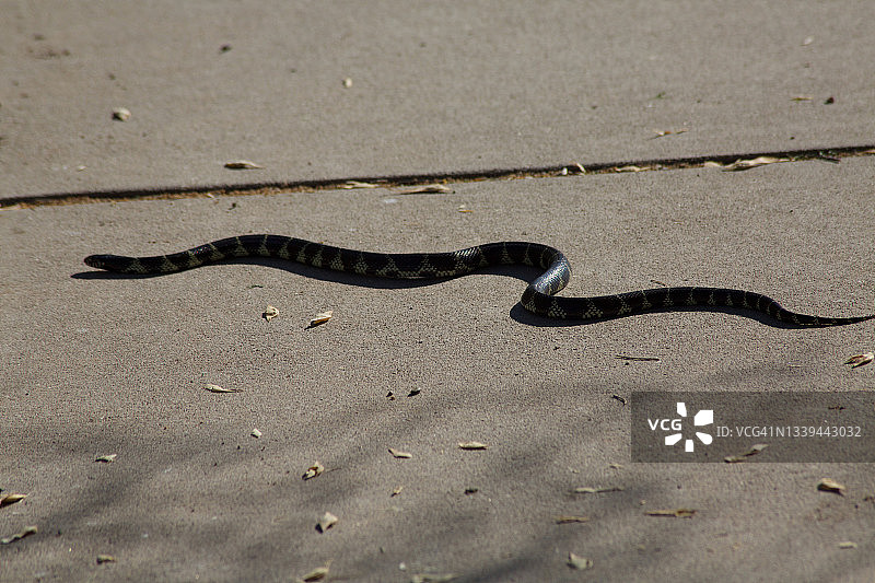 王蛇在人行道上滑行图片素材