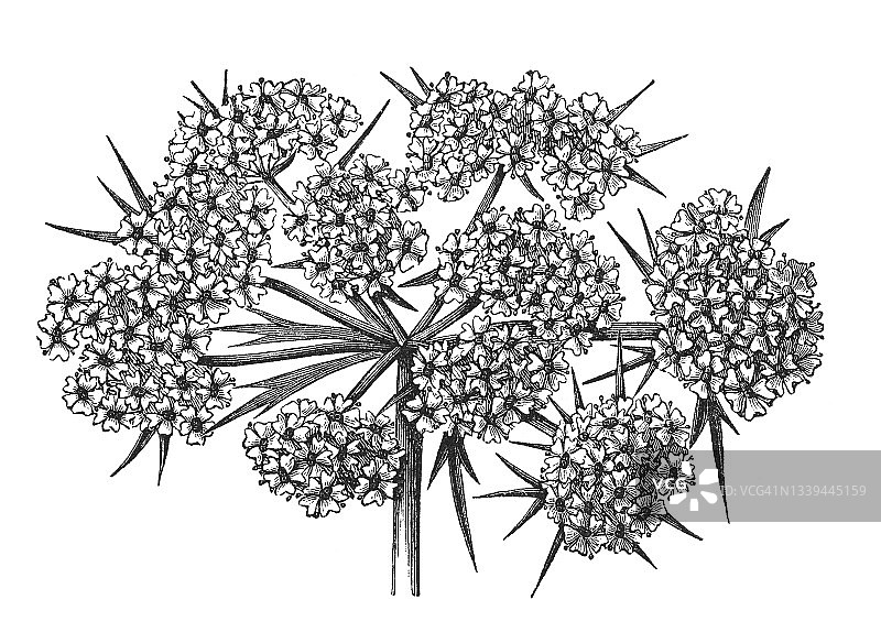 古代雕刻图：花序 - 伞形花序图片素材