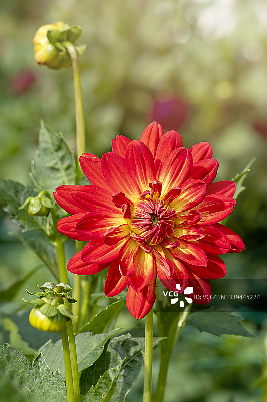 美丽的夏日花朵大丽花“格温妮丝”在柔和的阳光下图片素材