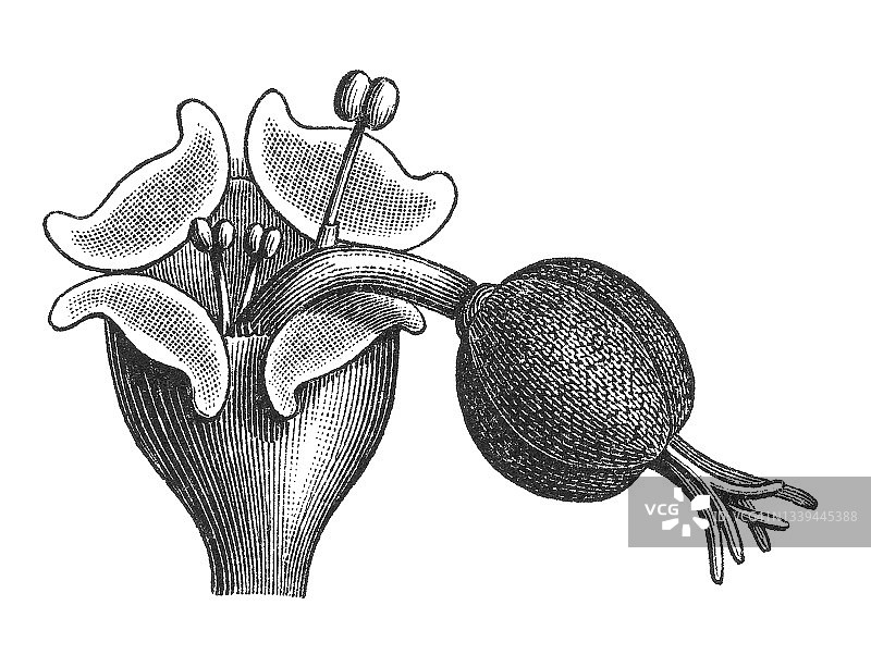 大戟属植物（大戟科）花朵类型和形状古老雕刻插图 - 雌花图片素材