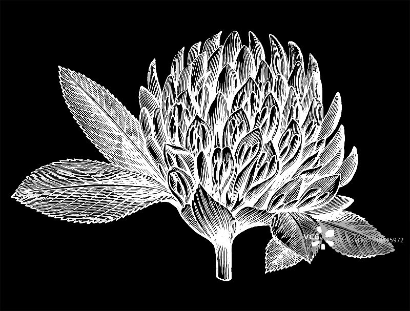 红色三叶草古老版画图片素材