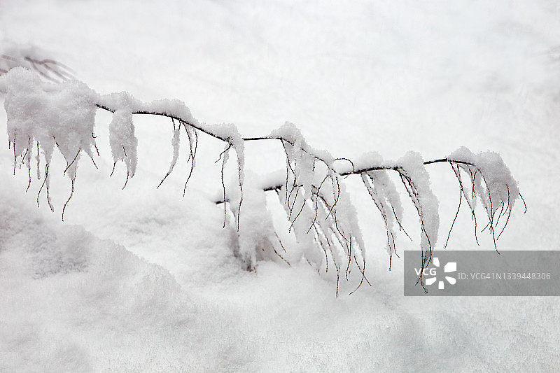 冰雪覆盖的冷冻植物图片素材