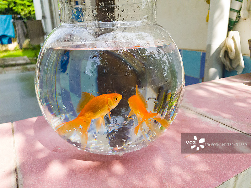 两条金鱼（Carassius auratus）图片素材