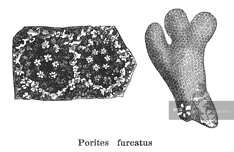 驼峰珊瑚、细指珊瑚或分枝指珊瑚老式雕刻插图图片素材