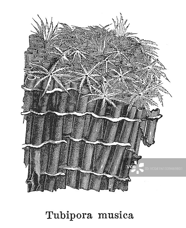 管珊瑚古老雕刻插图图片素材