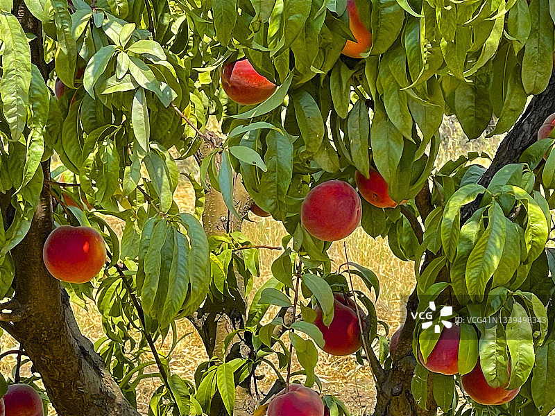 旱溪桃树特写图片素材