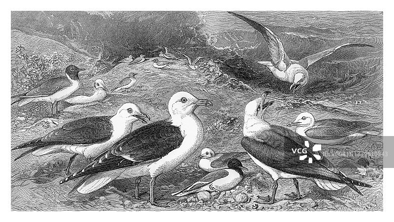 鸟类学 - 海鸥古老雕刻插图图片素材