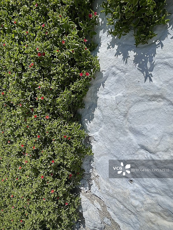 希腊圣托里尼墙上的背景花图片素材