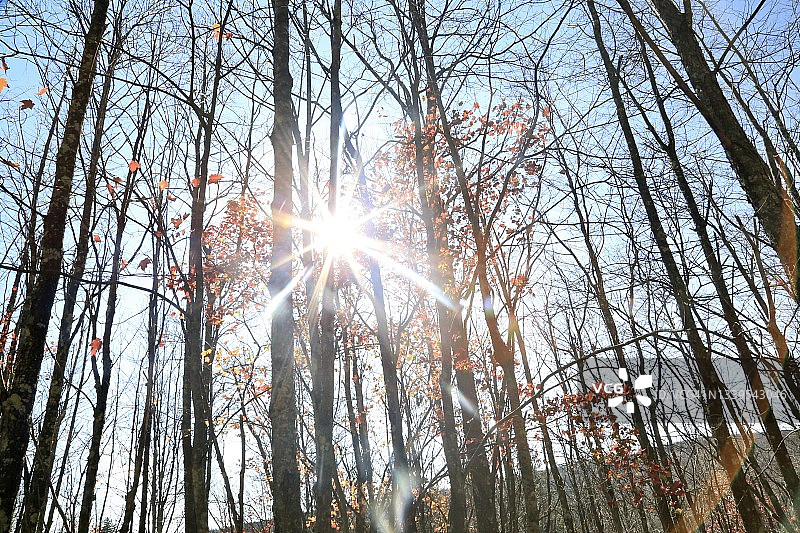 阳光穿过光秃秃的树木图片素材