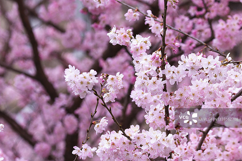 粉红色的樱花图片素材