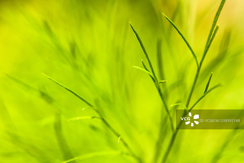 新鲜有机绿色莳萝特写图片素材