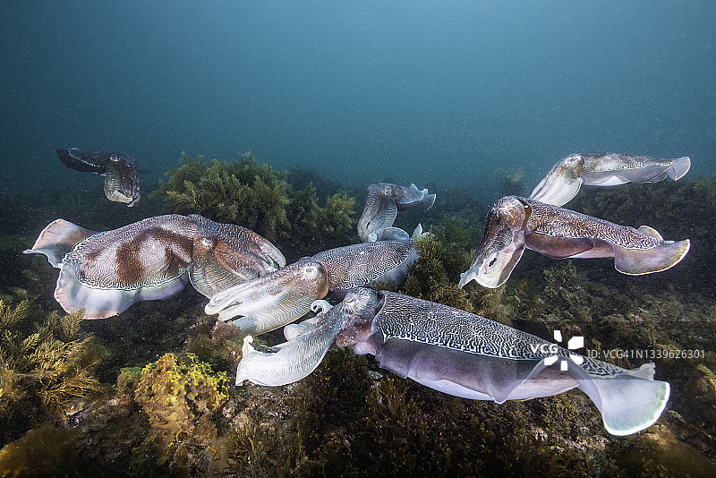 在南澳大利亚怀阿拉，雄性澳洲巨型乌贼在保护雌性产卵时击退其他雄性图片素材