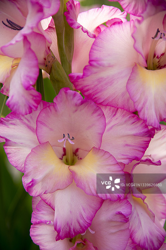 西班牙纳瓦拉剑兰花特写图片素材