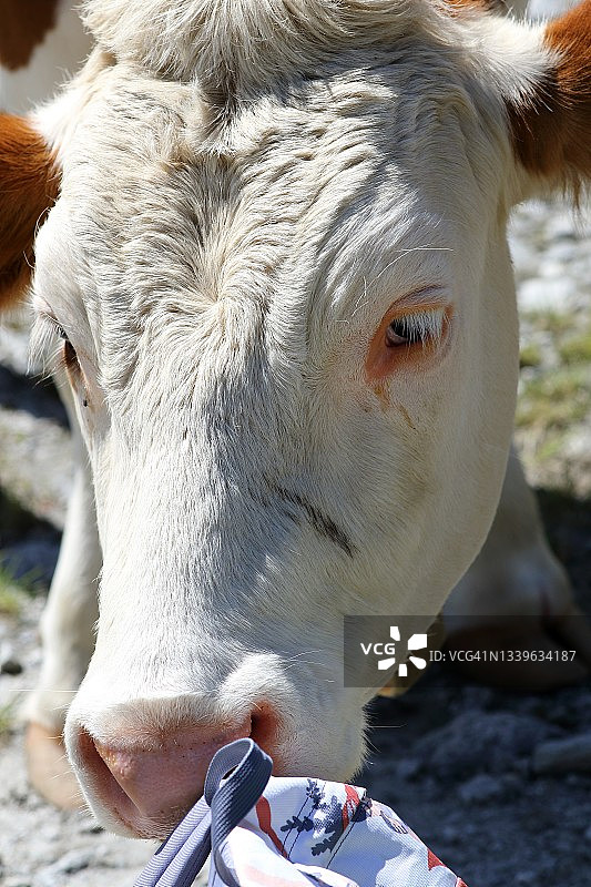 南蒂罗尔图片素材