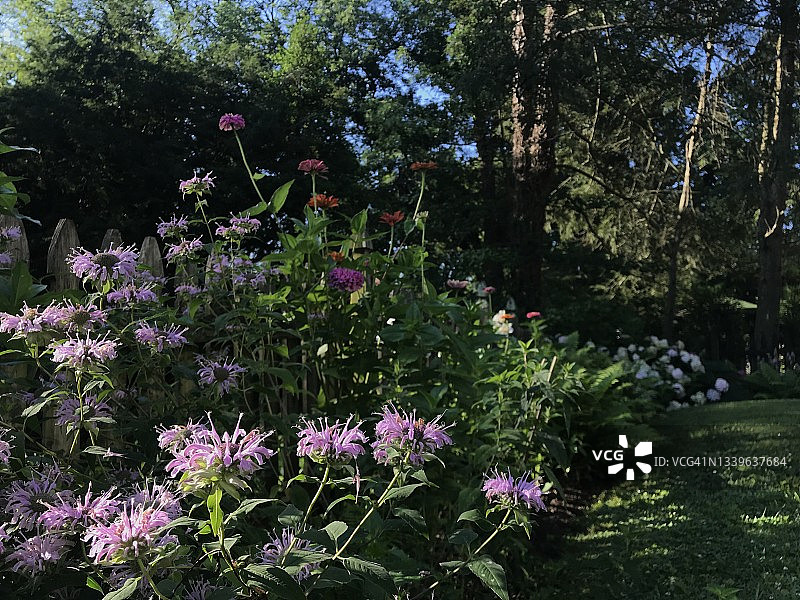 阳光明媚的夏日花园图片素材