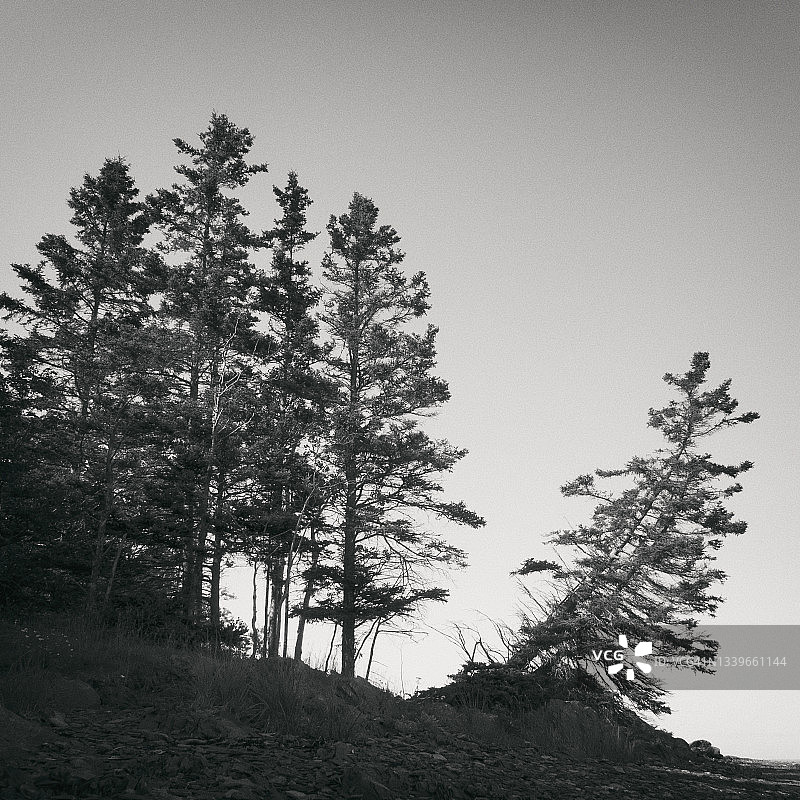 比克国家公园，艾德角，树木轮廓图片素材