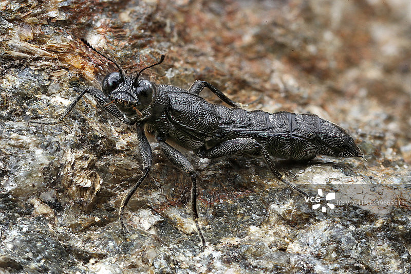 小型隐翅虫图片素材