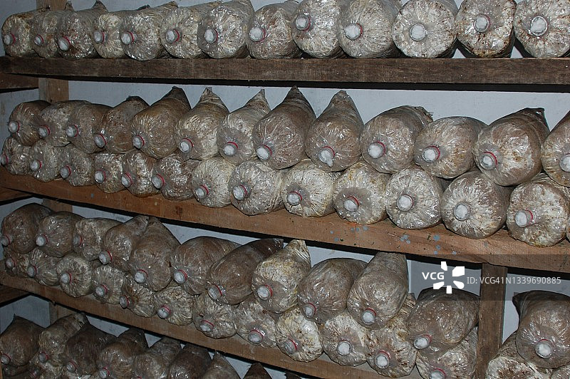 食用白色平菇（Pleurotus sp.）蘑菇农场的集装袋图片素材
