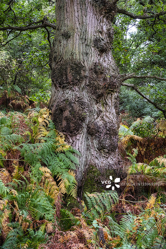 英国林地中的秋天迹象图片素材