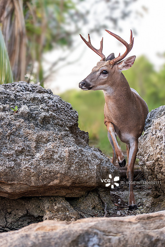 小鹿钥匙链图片素材